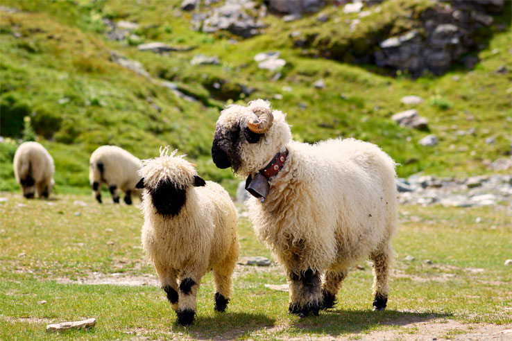 Black nosed sheep, typical of the Zermatt region